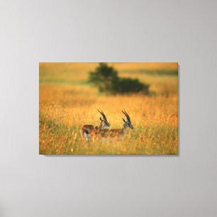 Thomsons gasell (Gazella Thomsonii) vid gryning Canvastryck