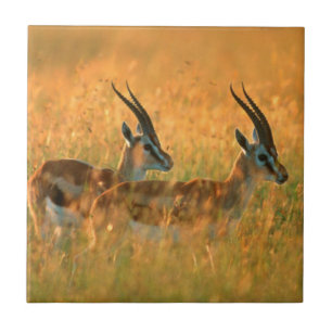 Thomsons gasell (Gazella Thomsonii) vid gryning Kakelplatta