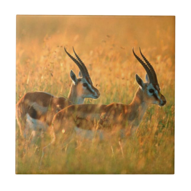 Thomsons gasell (Gazella Thomsonii) vid gryning Kakelplatta (Framsidan)