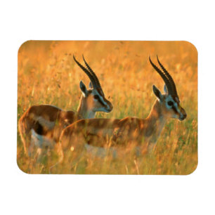 Thomsons gasell (Gazella Thomsonii) vid gryning Magnet