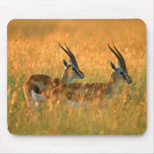 Thomsons gasell (Gazella Thomsonii) vid gryning Musmatta
