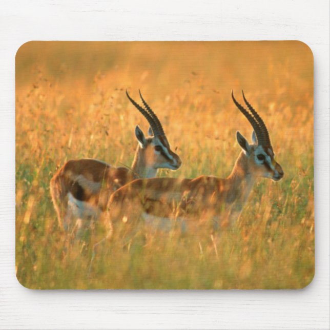 Thomsons gasell (Gazella Thomsonii) vid gryning Musmatta (Framsidan)