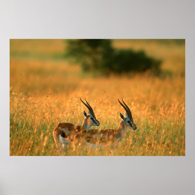 Thomsons gasell (Gazella Thomsonii) vid gryning Poster (Framsidan)