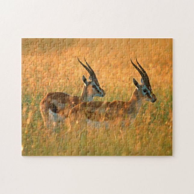 Thomsons gasell (Gazella Thomsonii) vid gryning Pussel (Horisontell)