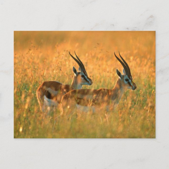 Thomsons Gazelle (Gazella Thomsonii) at Dawn Vykort (Framsida)