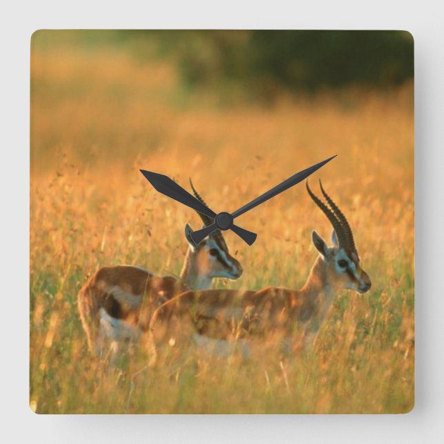 Thomsons Gazelle (gazellaen Thomsonii) på gryning Fyrkantig Klocka (Framsida)