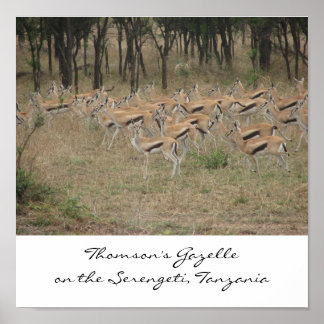 Thomsons Gazelle på Serengeti, Ta... Poster