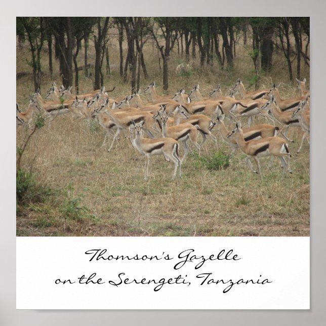 Thomsons Gazelle på Serengeti, Ta... Poster (Framsidan)