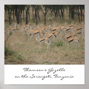Thomsons Gazelle på Serengetien, Ta… Poster