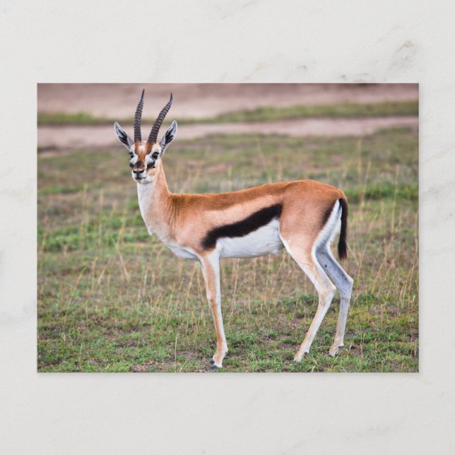 Thomson's Gazelle Postcard Vykort (Framsida)