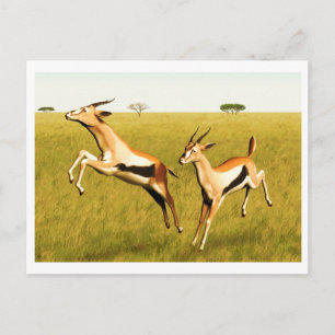 Thomsons Gazelle Vykort