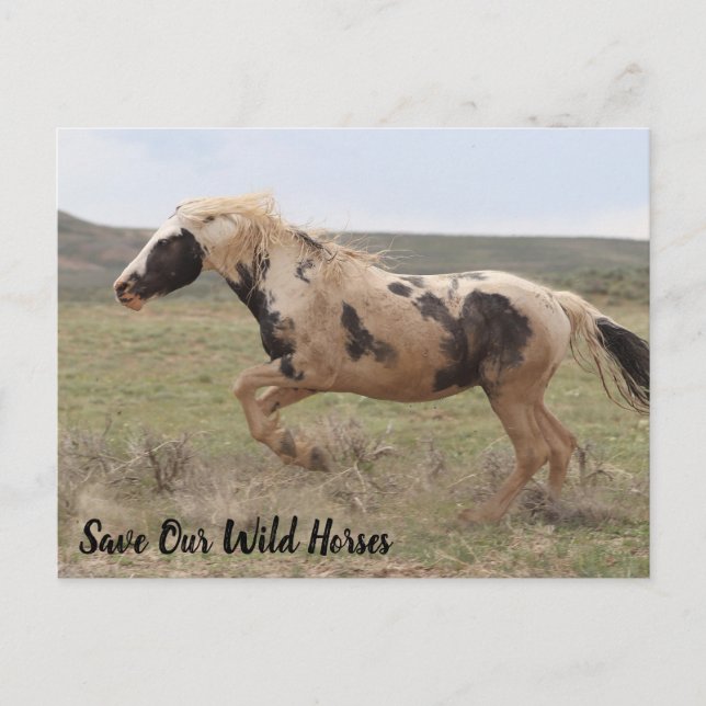 Thor McCullough Peaks Postcard Vykort (Framsida)