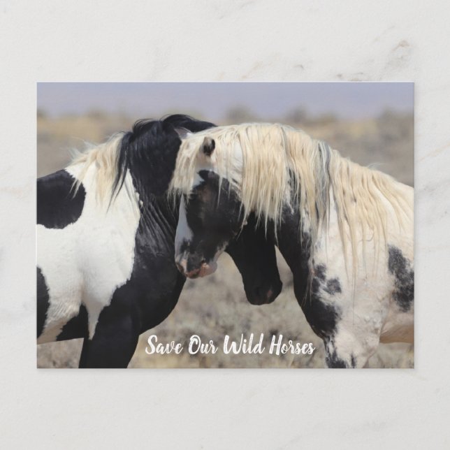 Thor McCullough Peaks Vild Horse Postcard Vykort (Framsida)