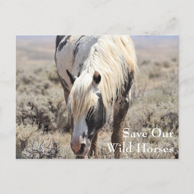 Thor McCullough Peaks vykort (Framsida)