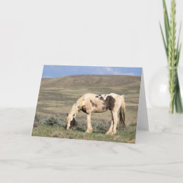 Thor of McCullough Peaks Tack Kort