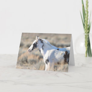 Thora från McCullough Peaks Tack Kort