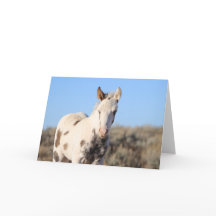 Thora från McCullough Peaks