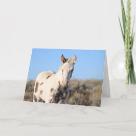 Thora från McCullough Peaks Tack Kort