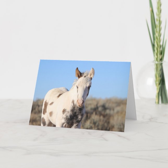 Thora från McCullough Peaks Tack Kort (Framsida)