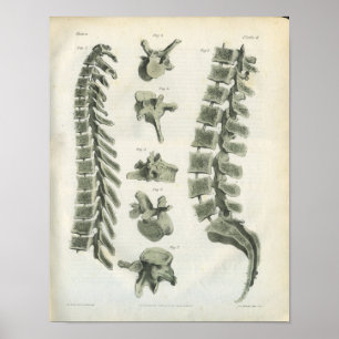 Thoracic och Lumbar Vertebrae Chiropraktic Poster
