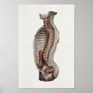 Thoracity Cavity Aorta Spine Vintage Anatomy Print Poster