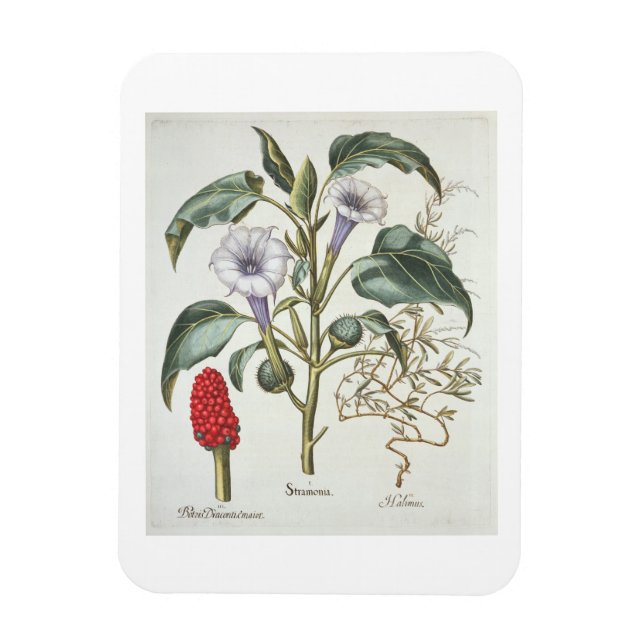 Thorn Apple, från "Hortus Eystettensis" av Bas Magnet (Vertikal)