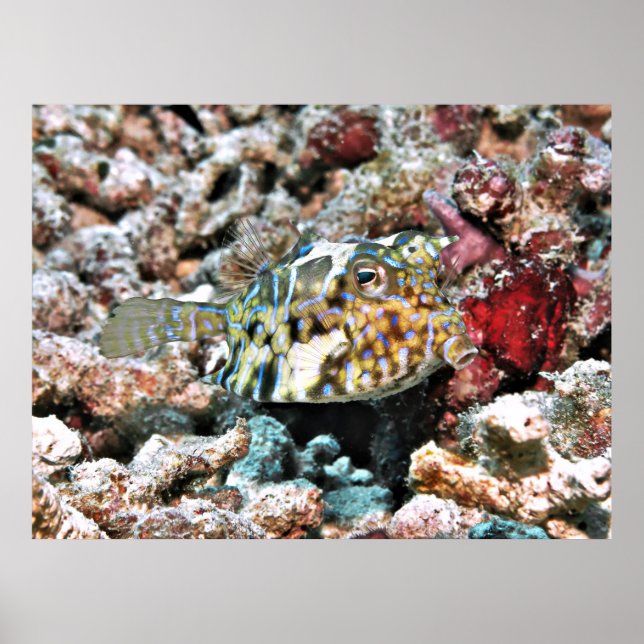 Thornback Cowfish Poster (Framsidan)