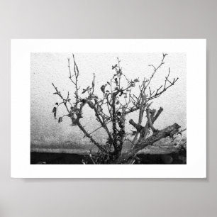 Thorns förblir svart och vitt fotografi poster