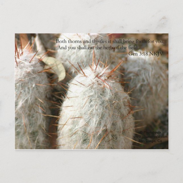 Thorns Vykort (Framsida)