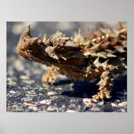 Thorny Djävulen Lizard Outback Australia, upp till Poster