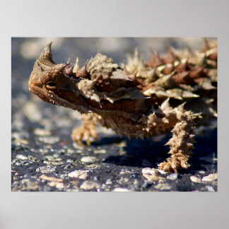 Thorny Djävulen Lizard Outback Australia, upp till Poster