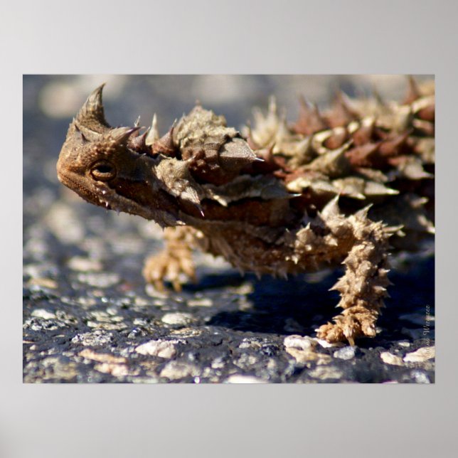 Thorny Djävulen Lizard Outback Australia, upp till Poster (Framsidan)