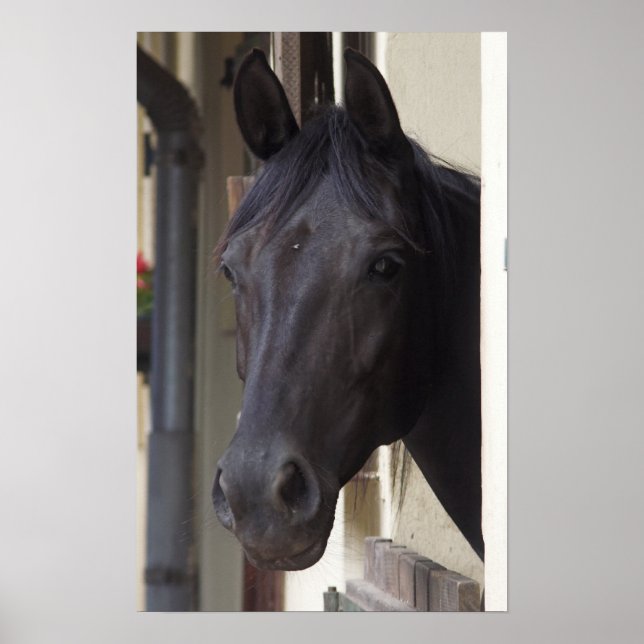 Thoroughavlade Friesian Horse Poster (Framsidan)