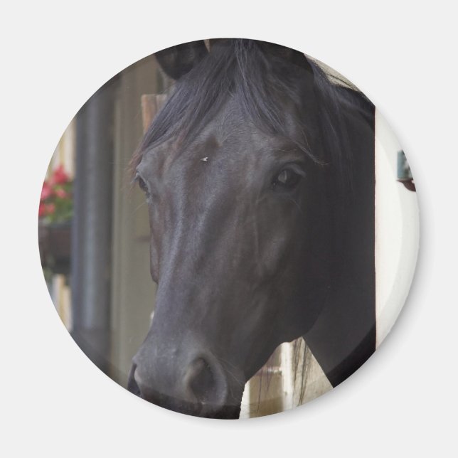 Thoroughavlade Friesian Kor Magnet (Framsidan)
