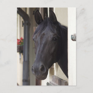 Thoroughavlade Friesian Kor vykort