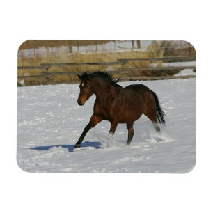 Thoroughavlade Horse Running i Snö Magnet
