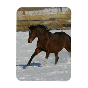 Thoroughavlade Horse Running i Snö Magnet