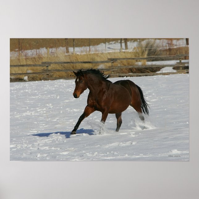 Thoroughavlade Horse Running i Snö Poster (Framsidan)