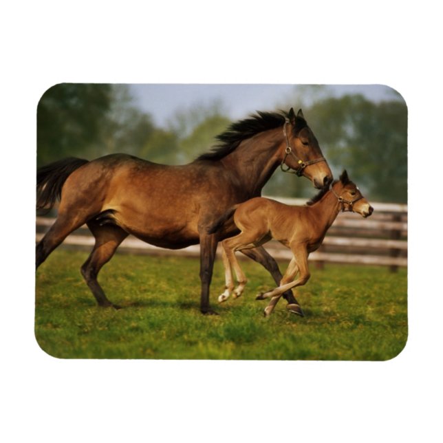 Thoroughborn Chestnut Mare & Foal Magnet (Horisontell)