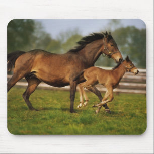 Thoroughborn Chestnut Mare & Foal Musmatta