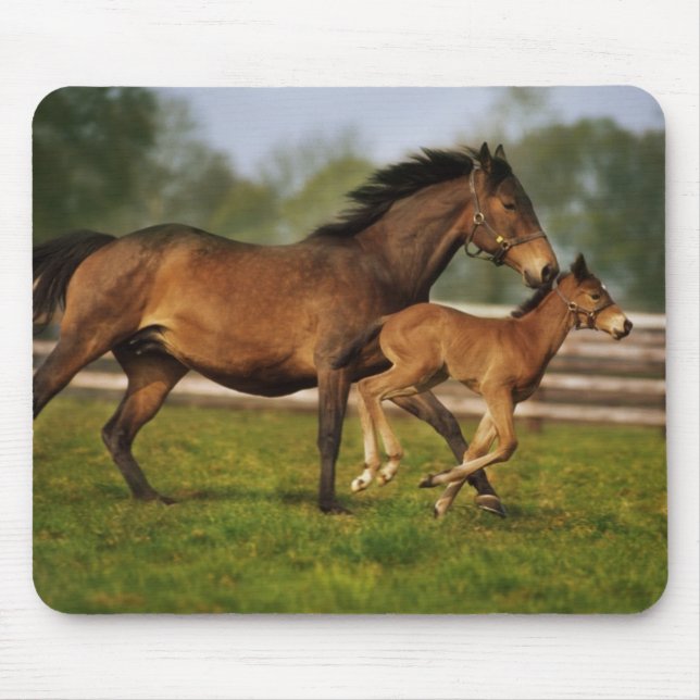 Thoroughborn Chestnut Mare & Foal Musmatta (Framsidan)