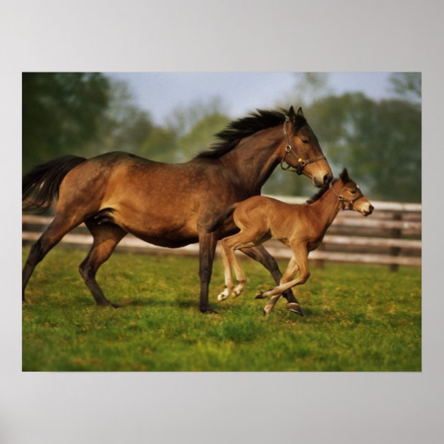 Thoroughborn Chestnut Mare & Foal Poster (Framsidan)