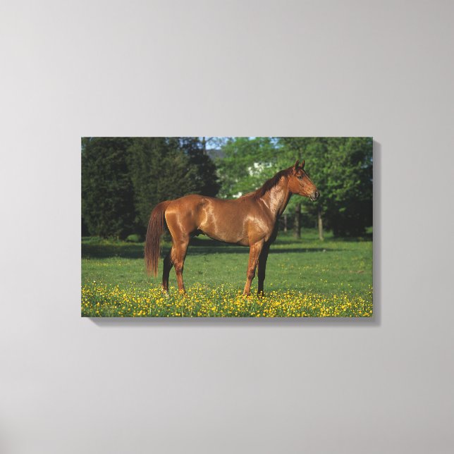 Thoroughborn Horse in Flowers Canvastryck (Framsida)