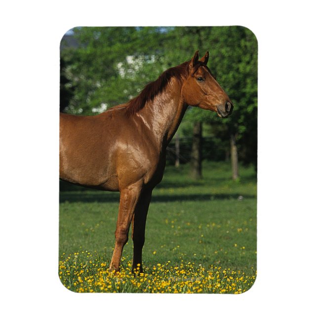 Thoroughborn Horse in Flowers Magnet (Vertikal)