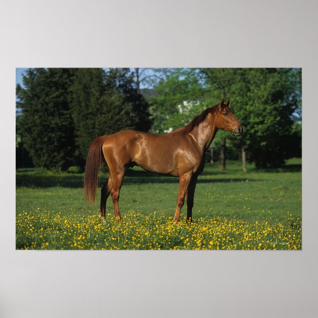 Thoroughborn Horse in Flowers Poster (Framsidan)