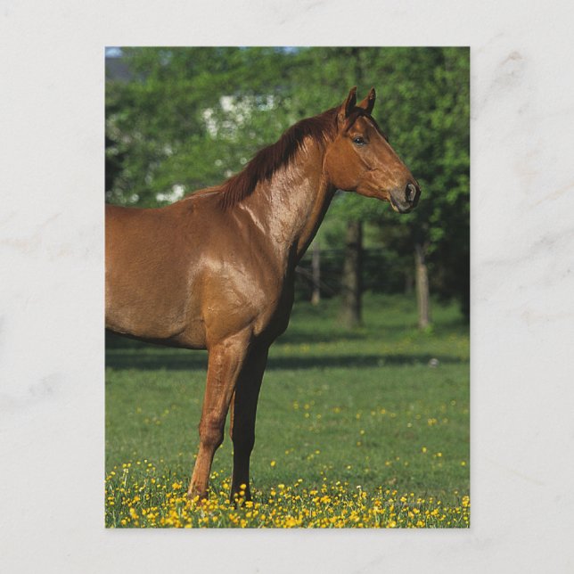 Thoroughborn Horse in Flowers Vykort (Framsida)