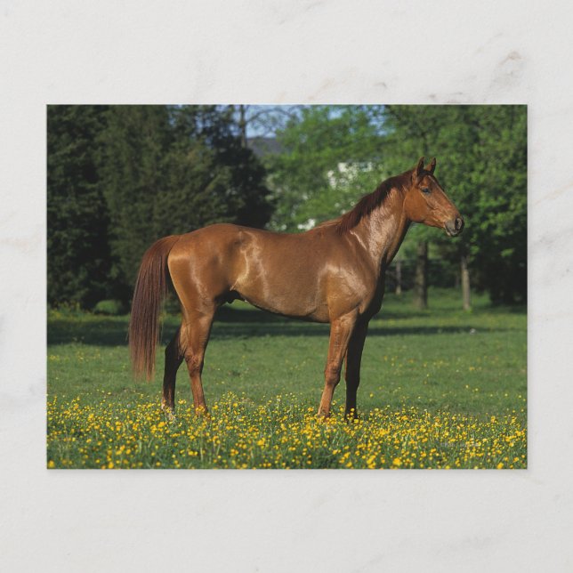 Thoroughborn Horse in Flowers Vykort (Framsida)