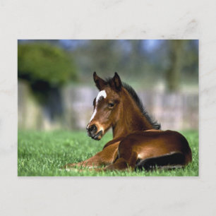Thoroughborn Horse Irland Vykort
