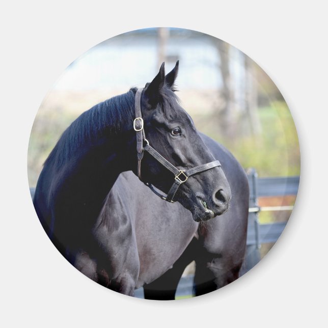Thoroughborn Horse Magnet (Framsidan)