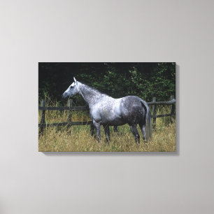 Thoroughborn Horse Permanent by Fence Canvastryck